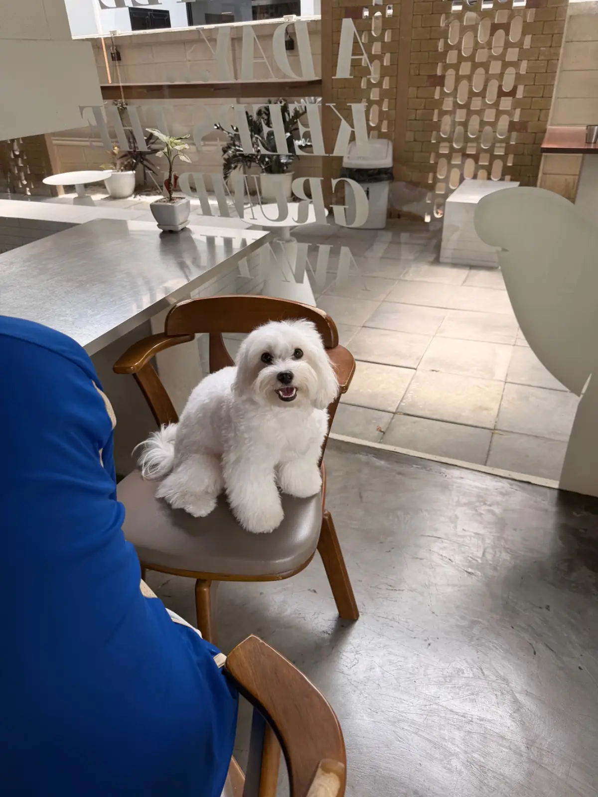 Phil Coffee Co - Rama IX pets image 2