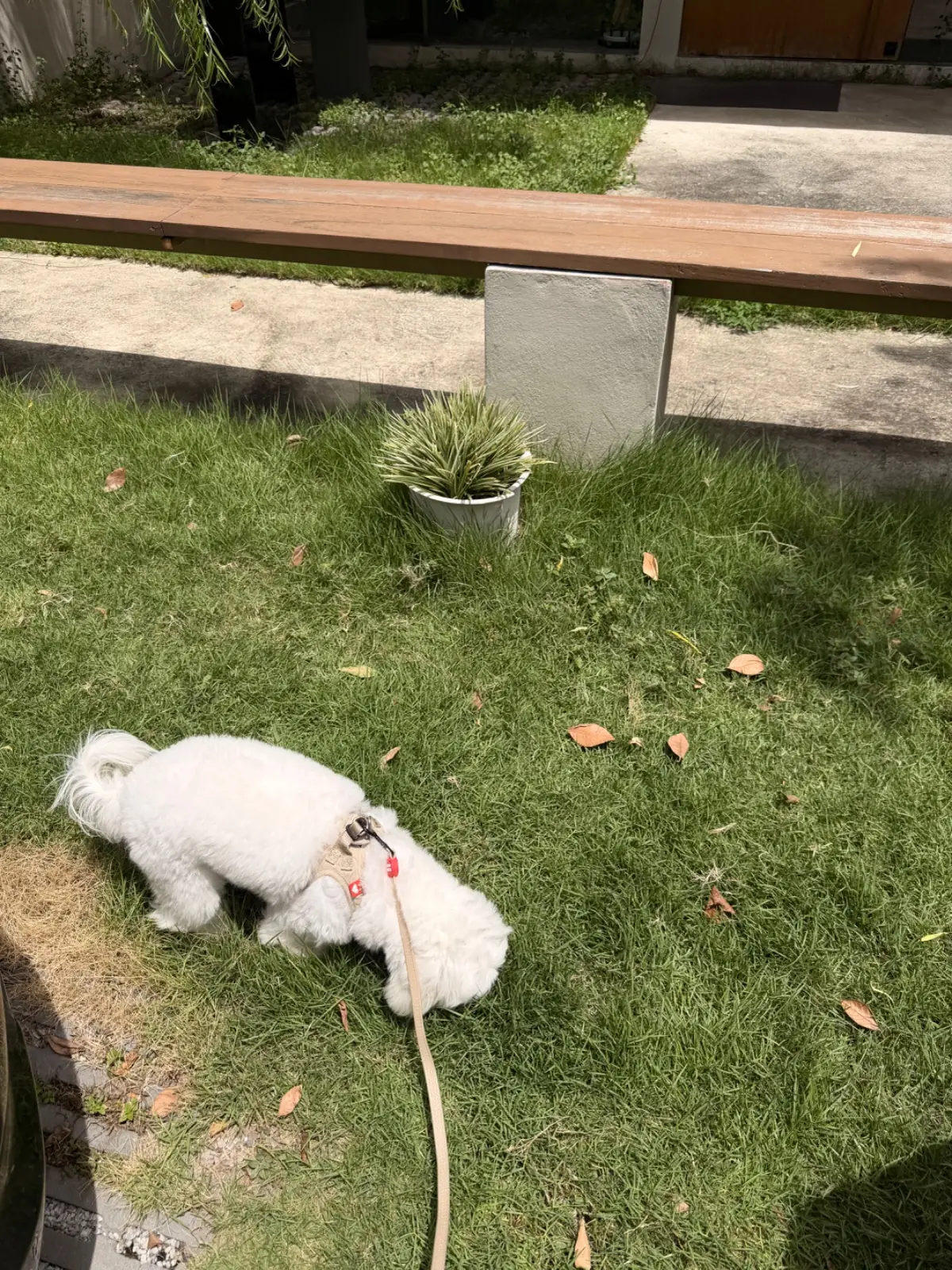 Phil Coffee Co - Rama IX pets image 3