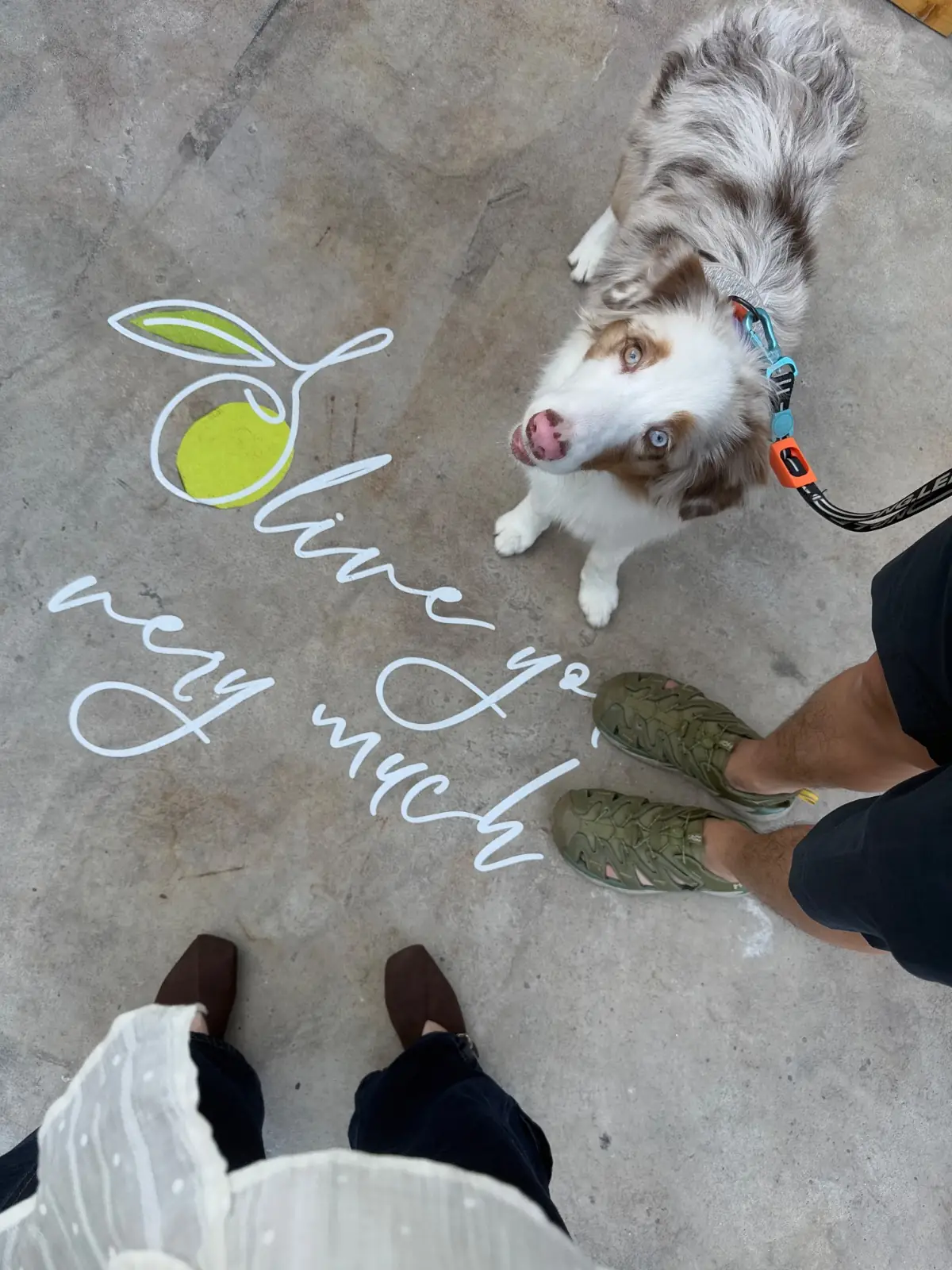 Oliveto Cafe pets image 1