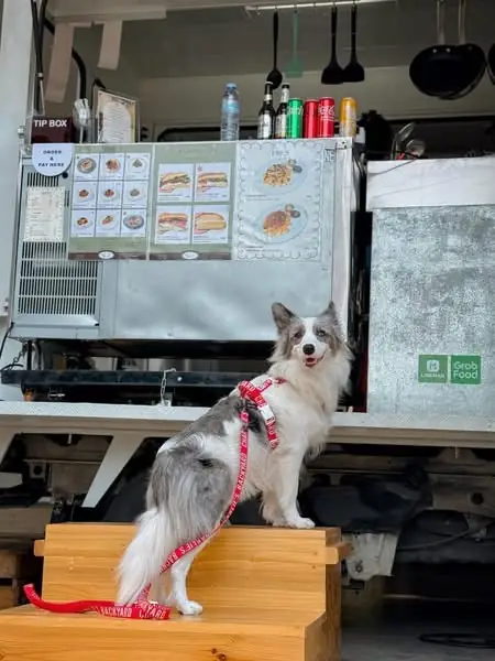 Oliveto Cafe pets image 5