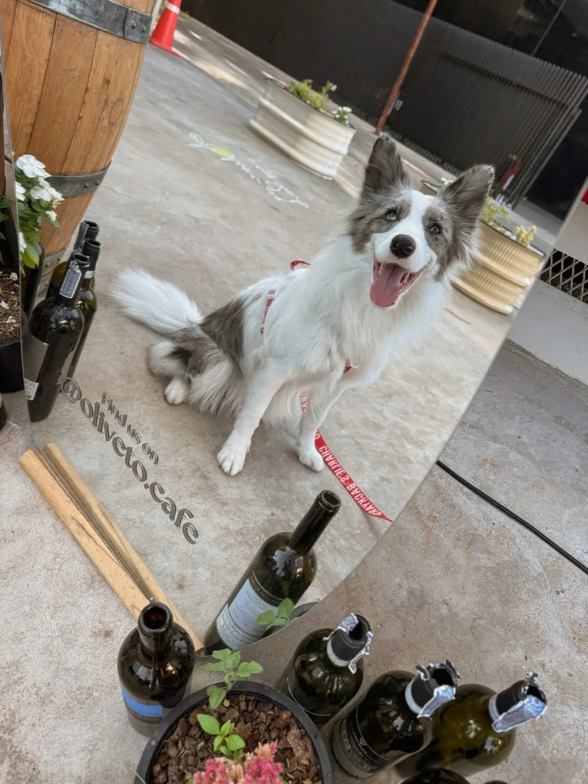 Oliveto Cafe pets image 4