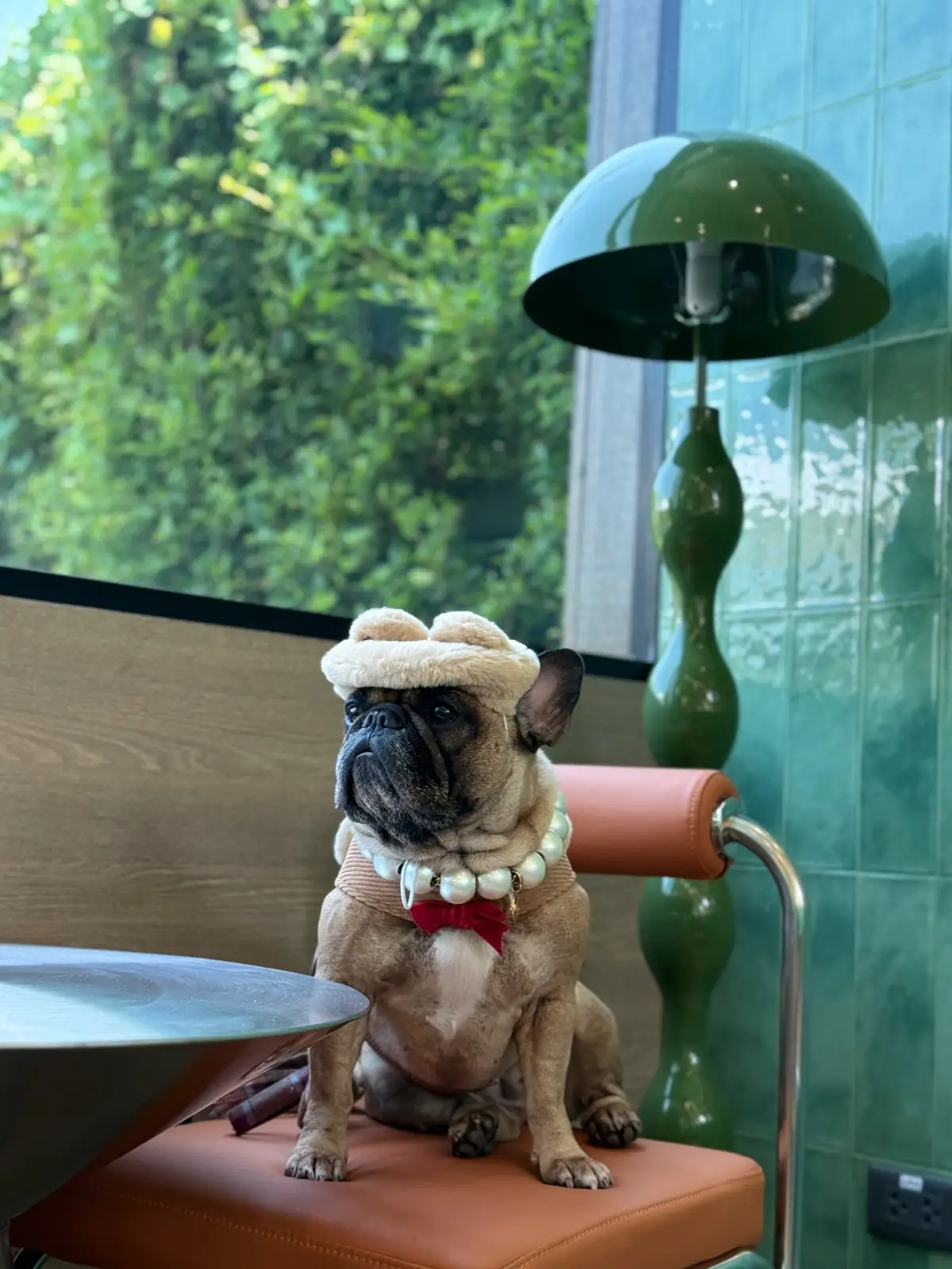 Amicha Matcha Specialty pets image 2