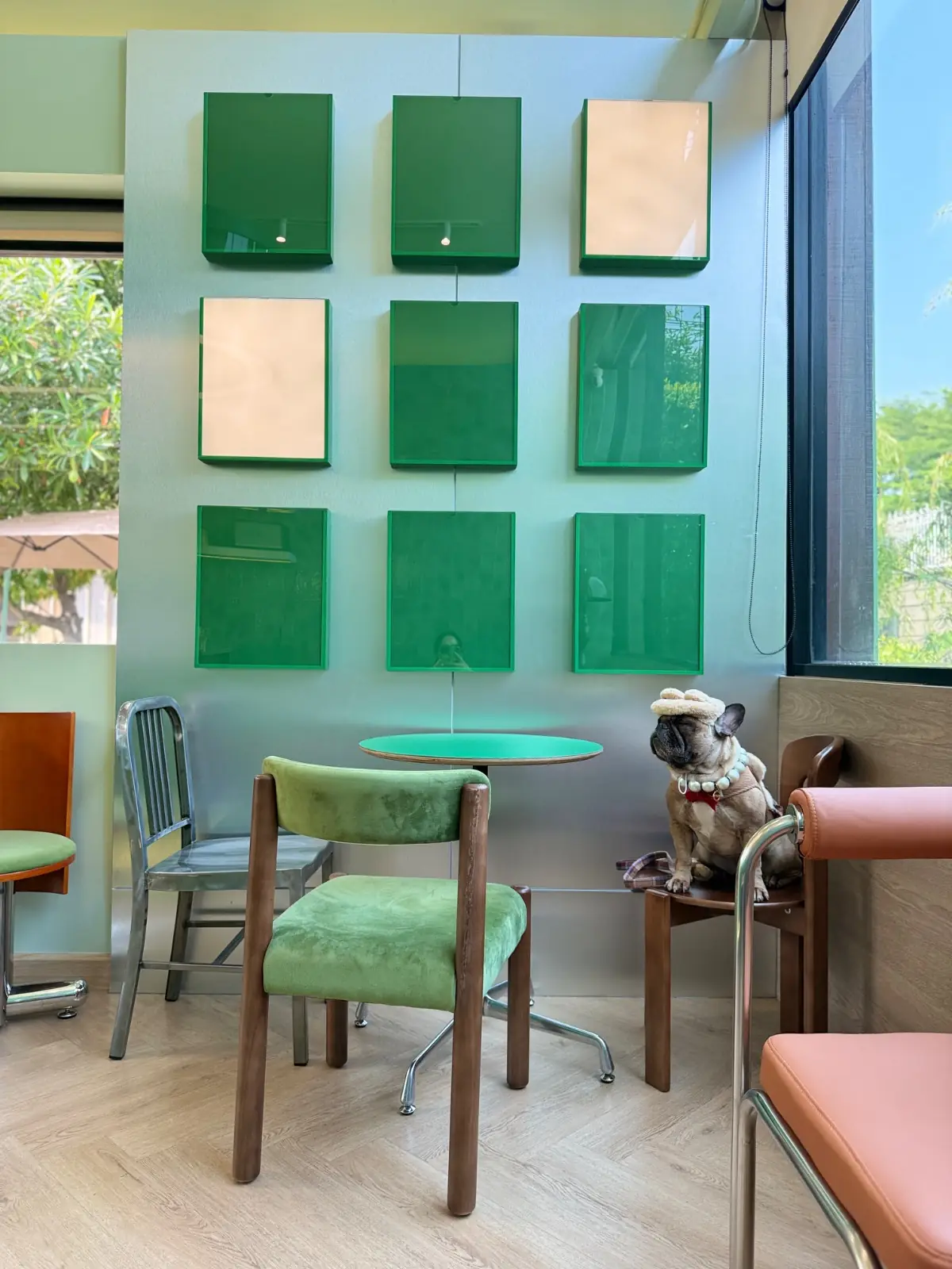 Amicha Matcha Specialty pets image 1