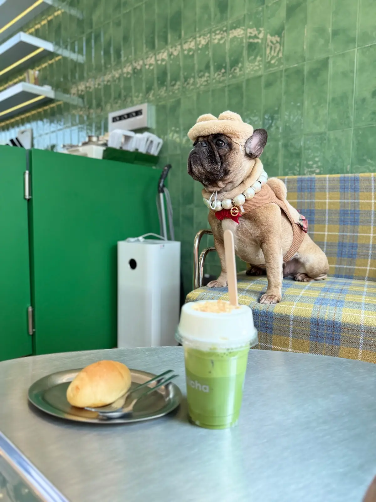 Amicha Matcha Specialty pets image 3