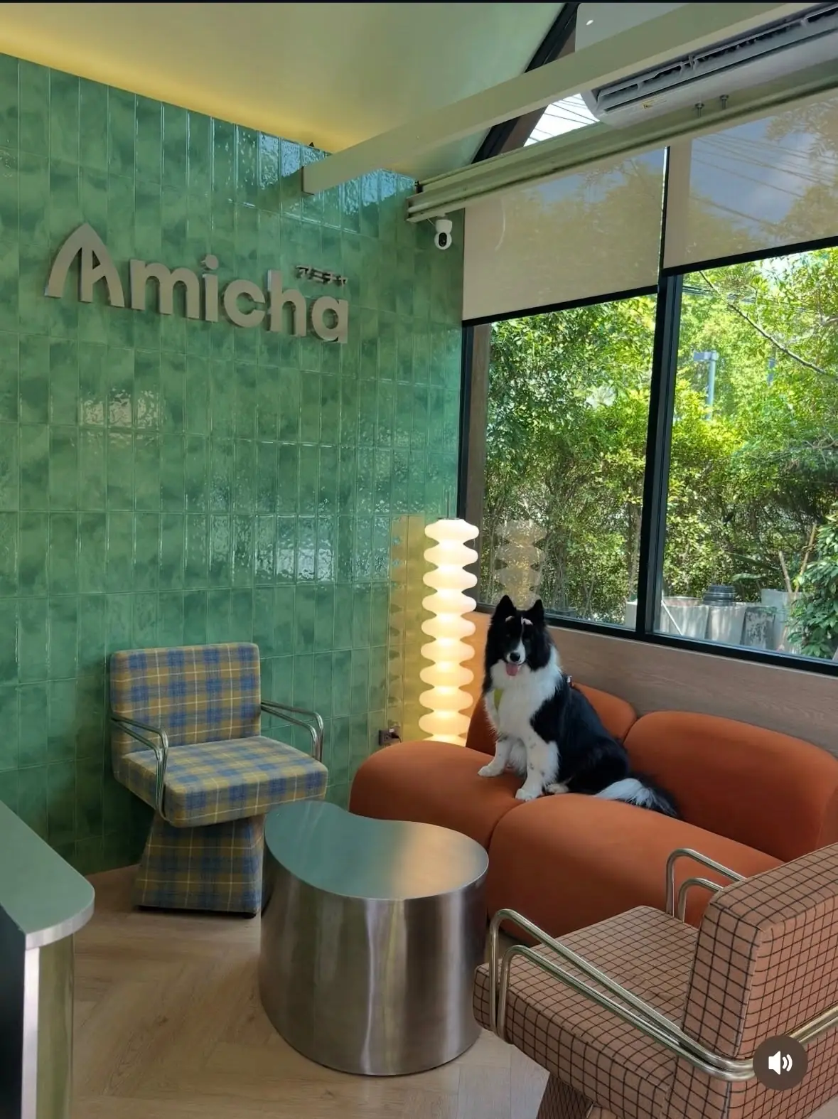 Amicha Matcha Specialty overall image 5