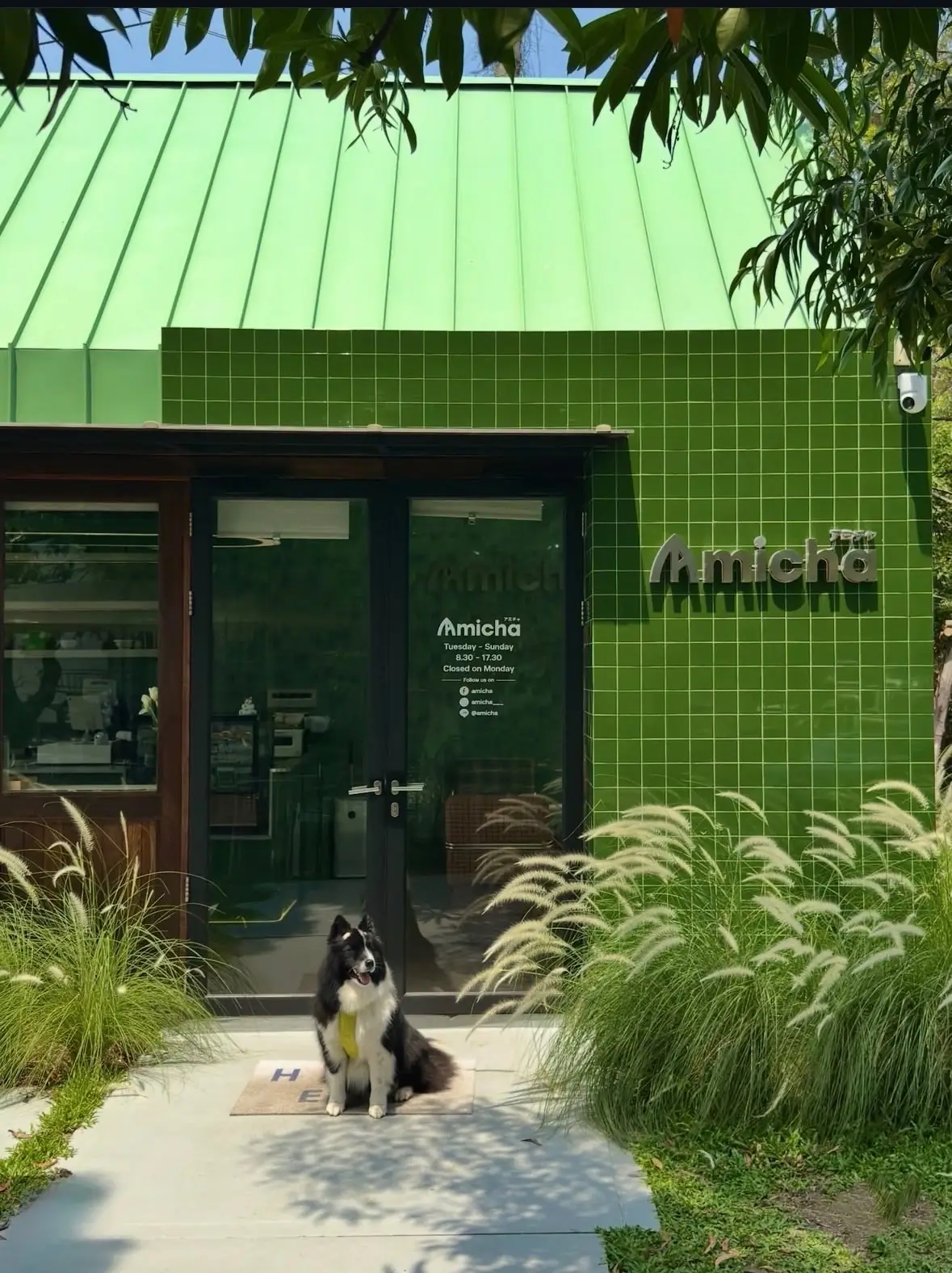 Amicha Matcha Specialty overall image 3
