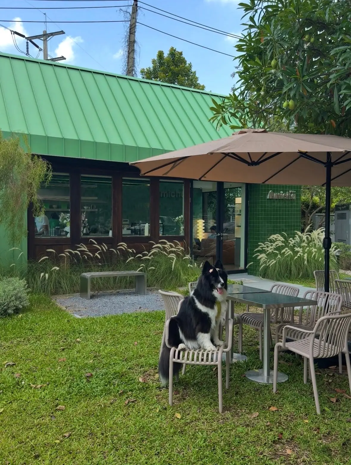 Amicha Matcha Specialty overall image 6
