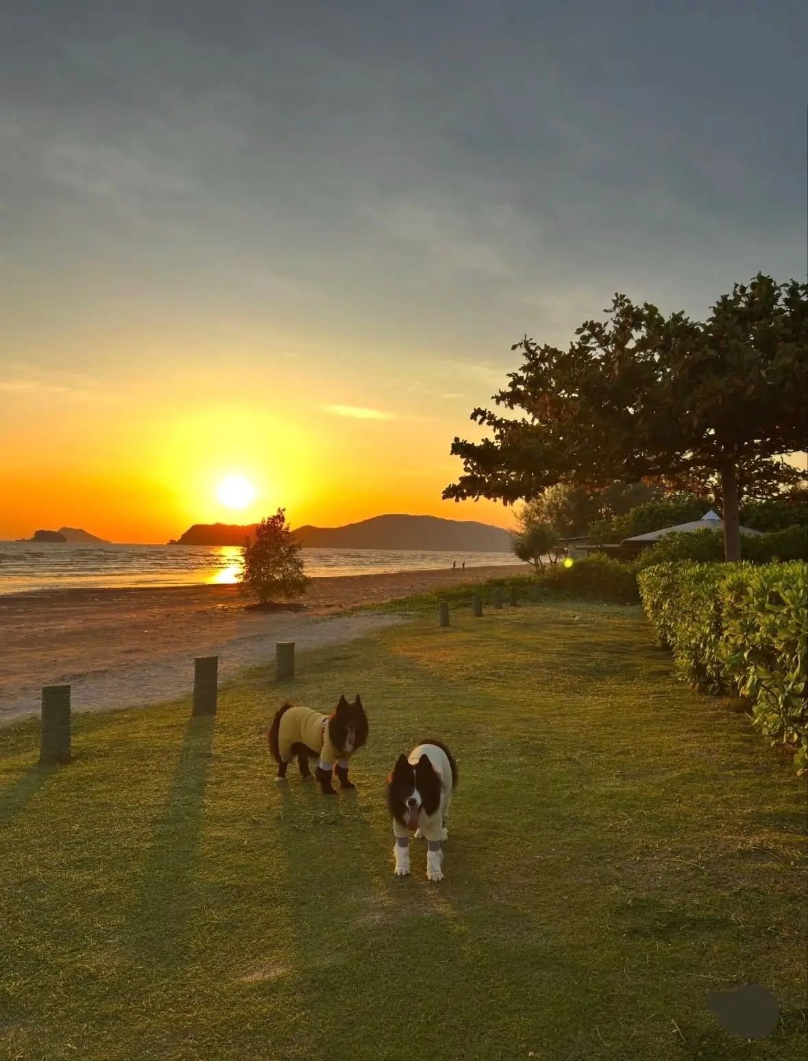 Sea Horadee pets image 1