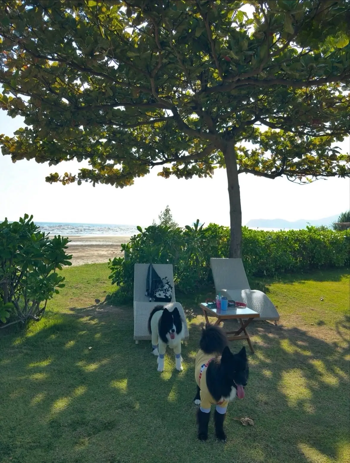 Sea Horadee pets image 2