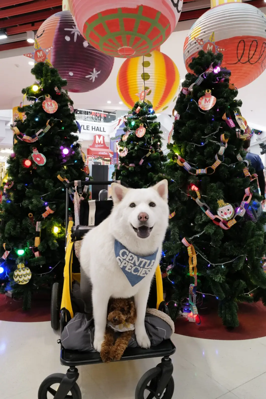 The Mall Lifestore Bangkae - Bangkae pets image 1