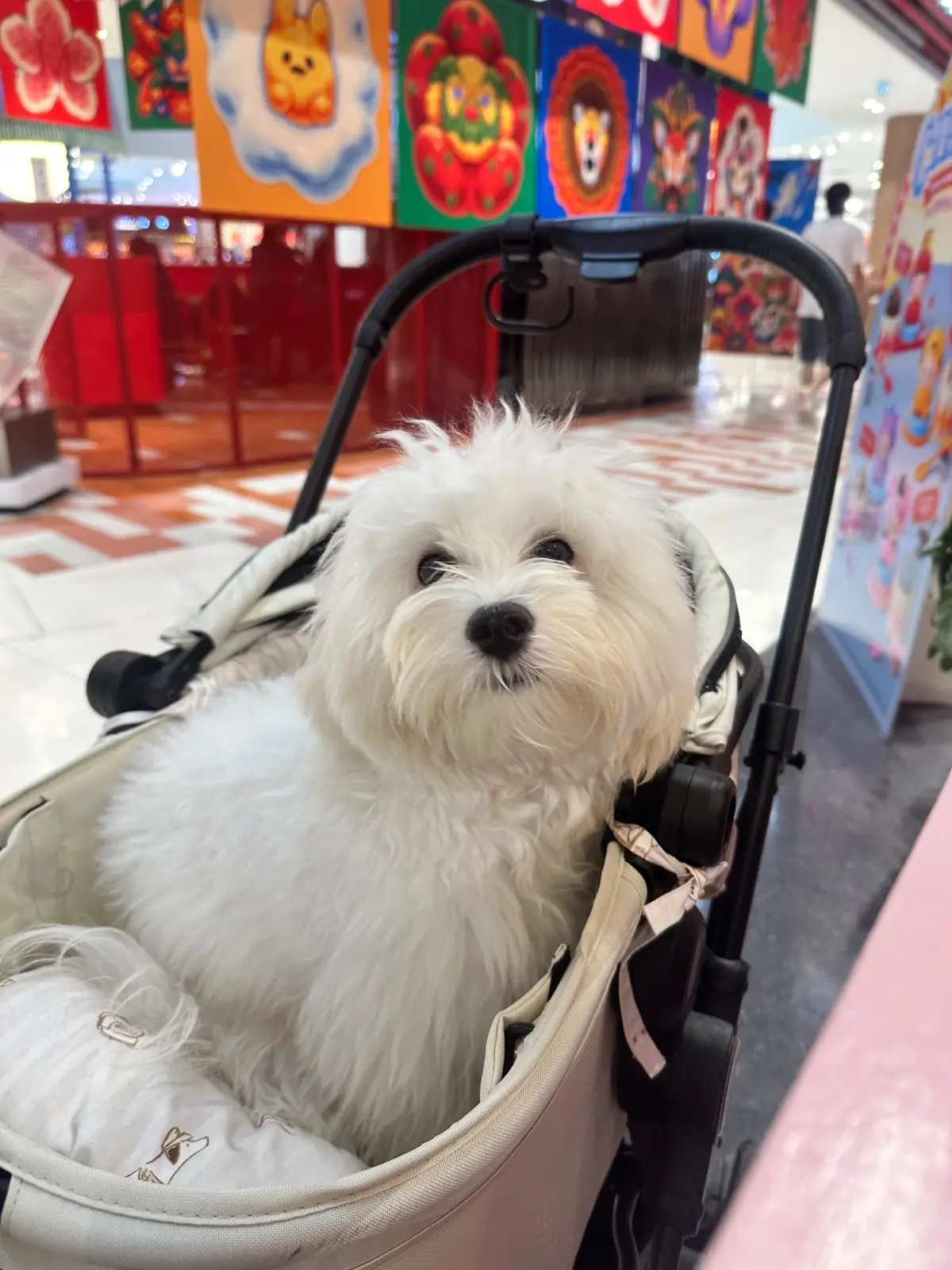 เดอะมอลล์ไลฟ์สโตร์ บางแค pets image 3