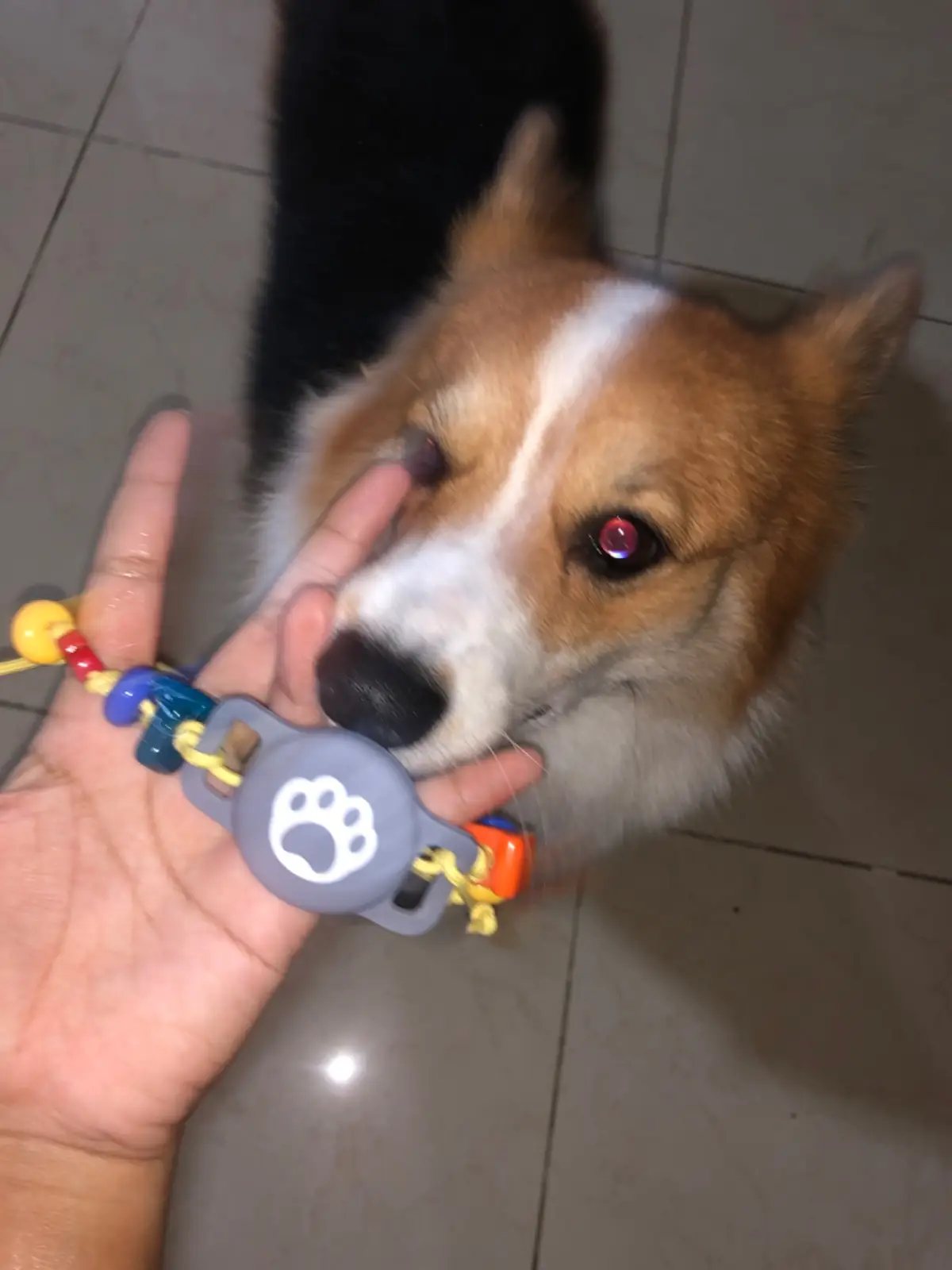 Wood Rather pets image 2