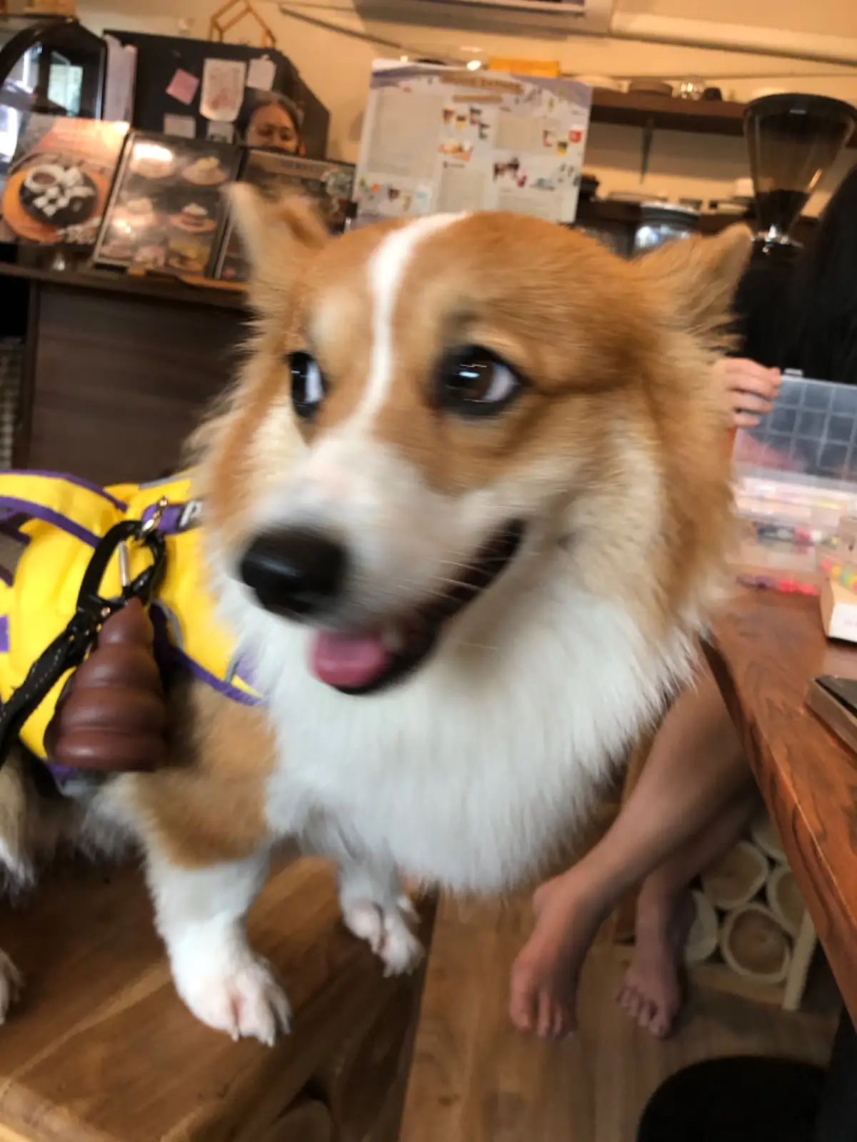 Wood Rather pets image 1