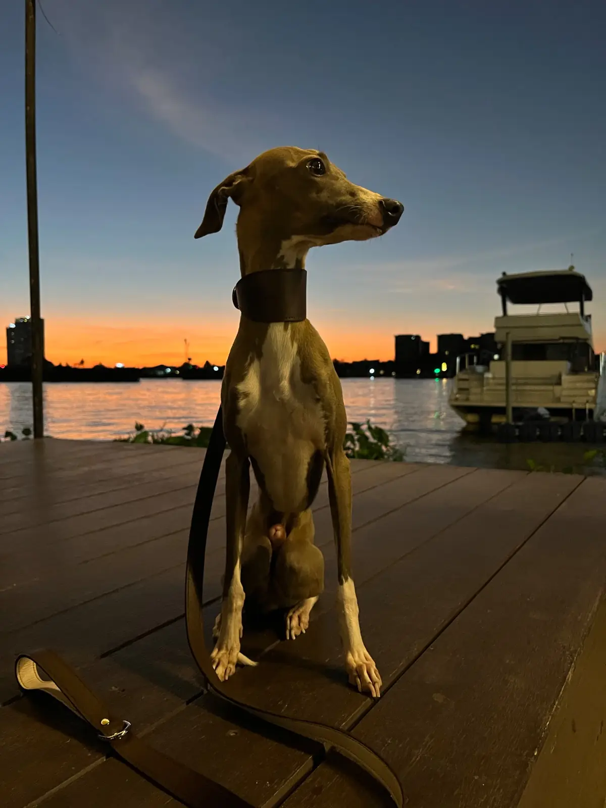 เรือนน้ำ pets image 2