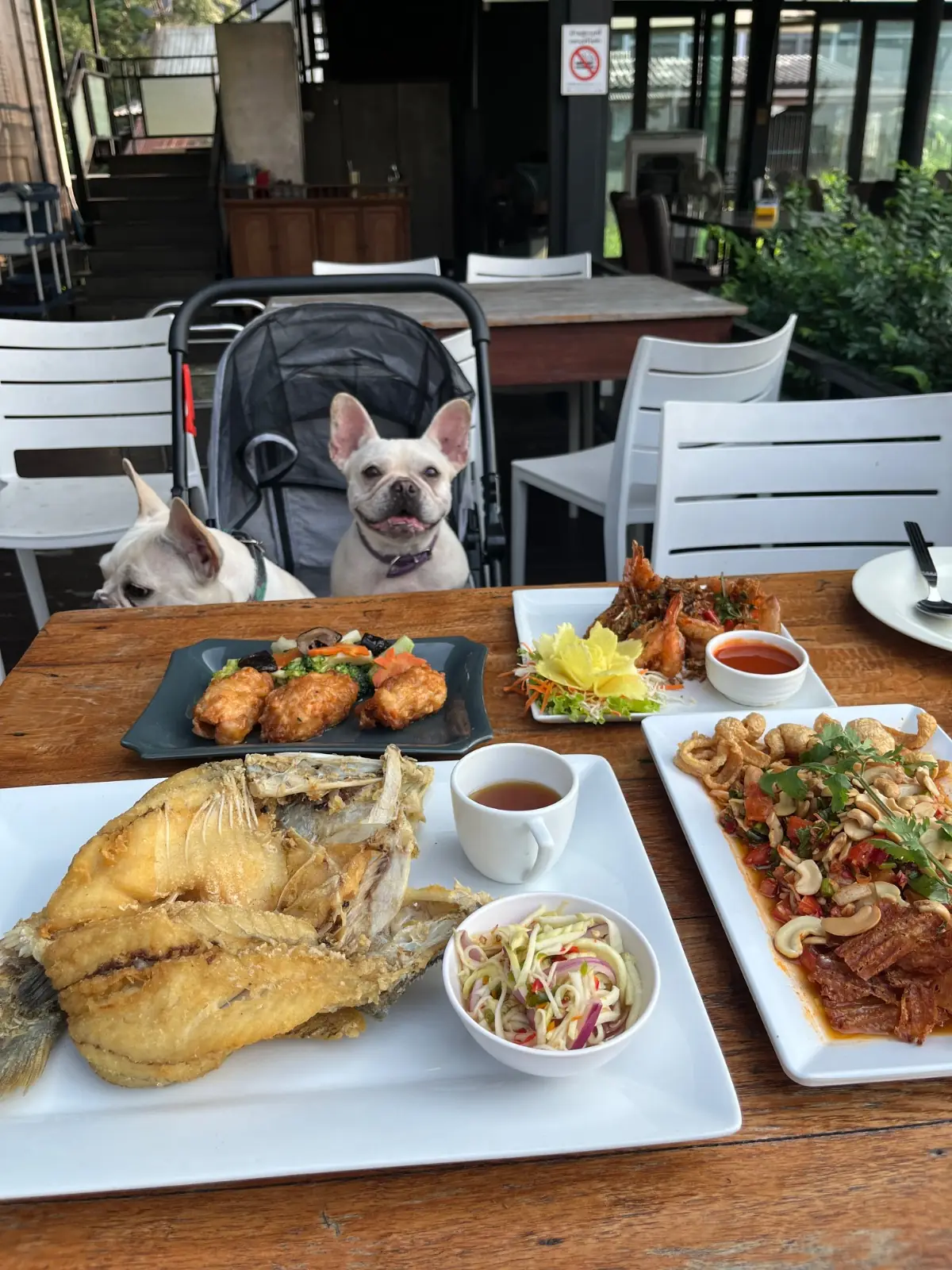 เรือนน้ำ pets image 1