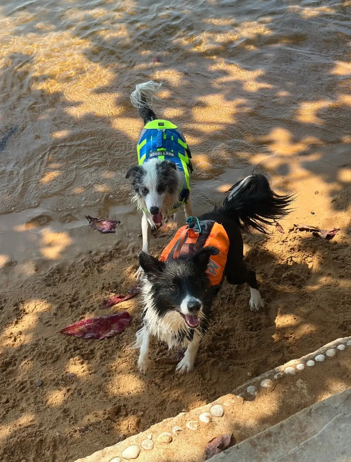 เจ๊น้อง อ่าวยาง pets image 1