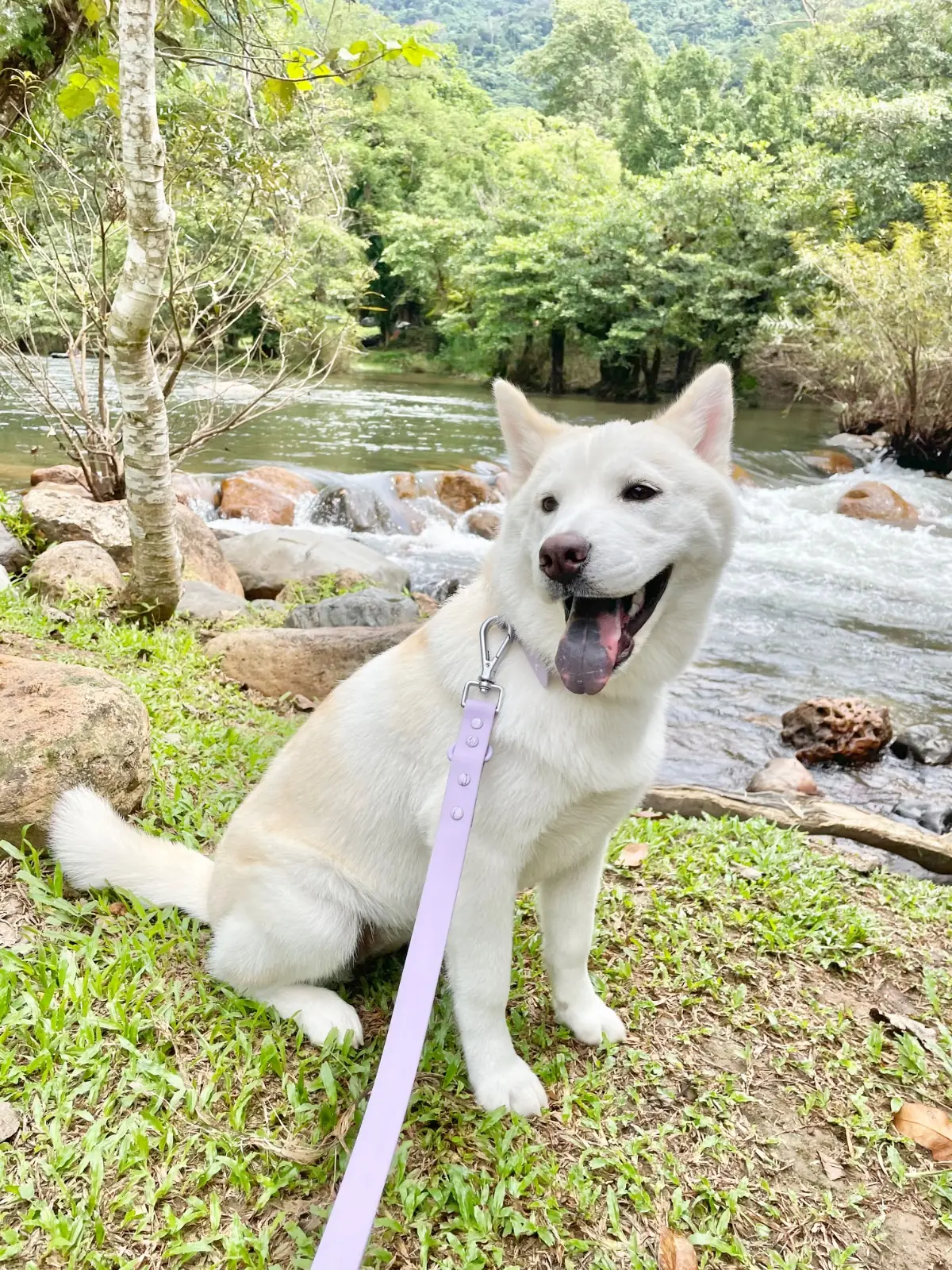 น้ำตกวังตะไคร้ pets image 1