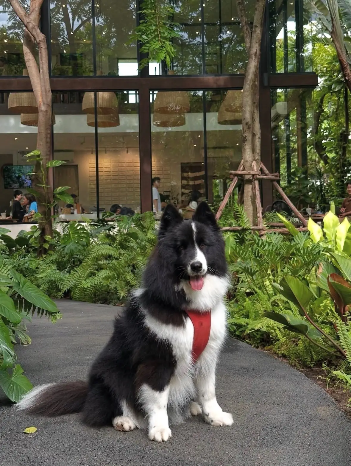 MiVana Coffee pets image 1