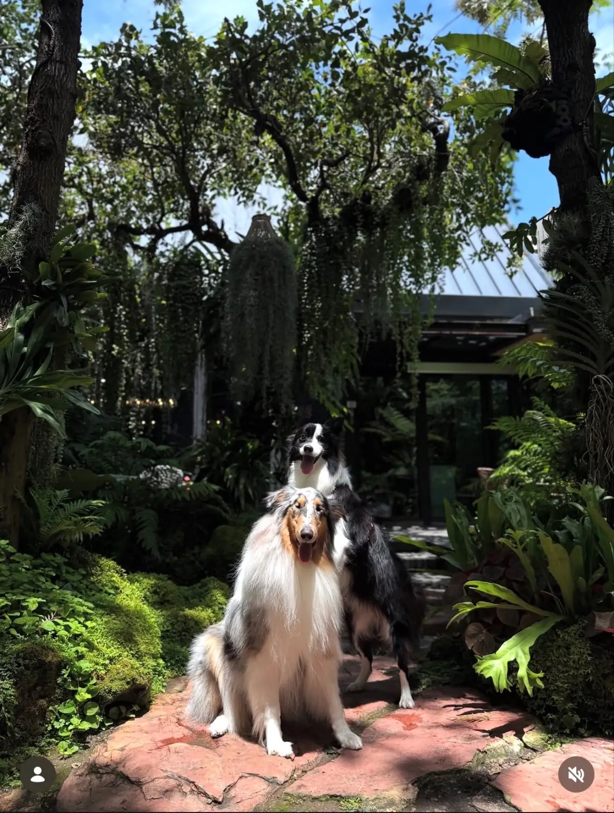 เท็นซีซี คอฟฟี่ pets image 1