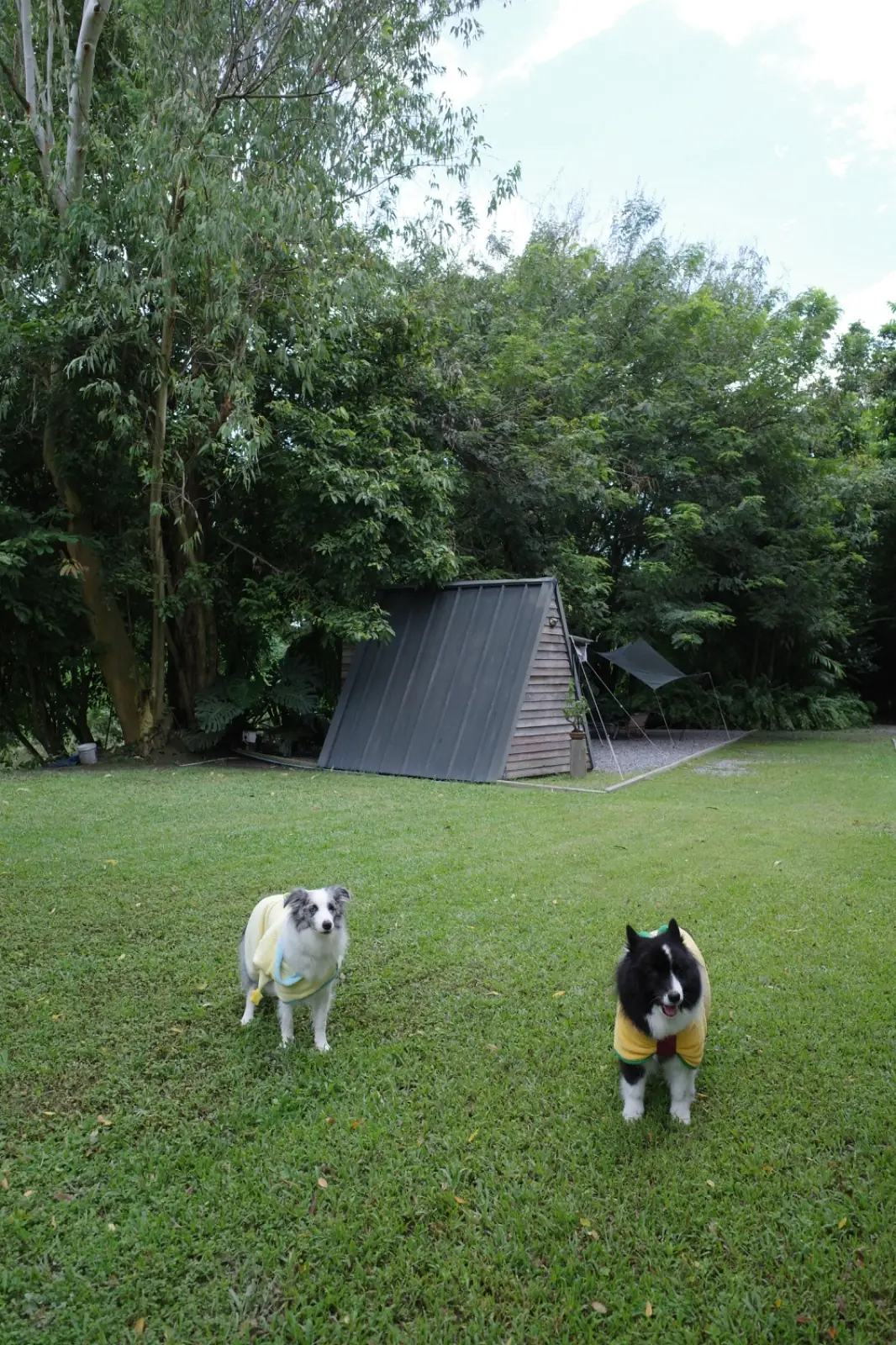 Rocktale Coffee Camp pets image 4