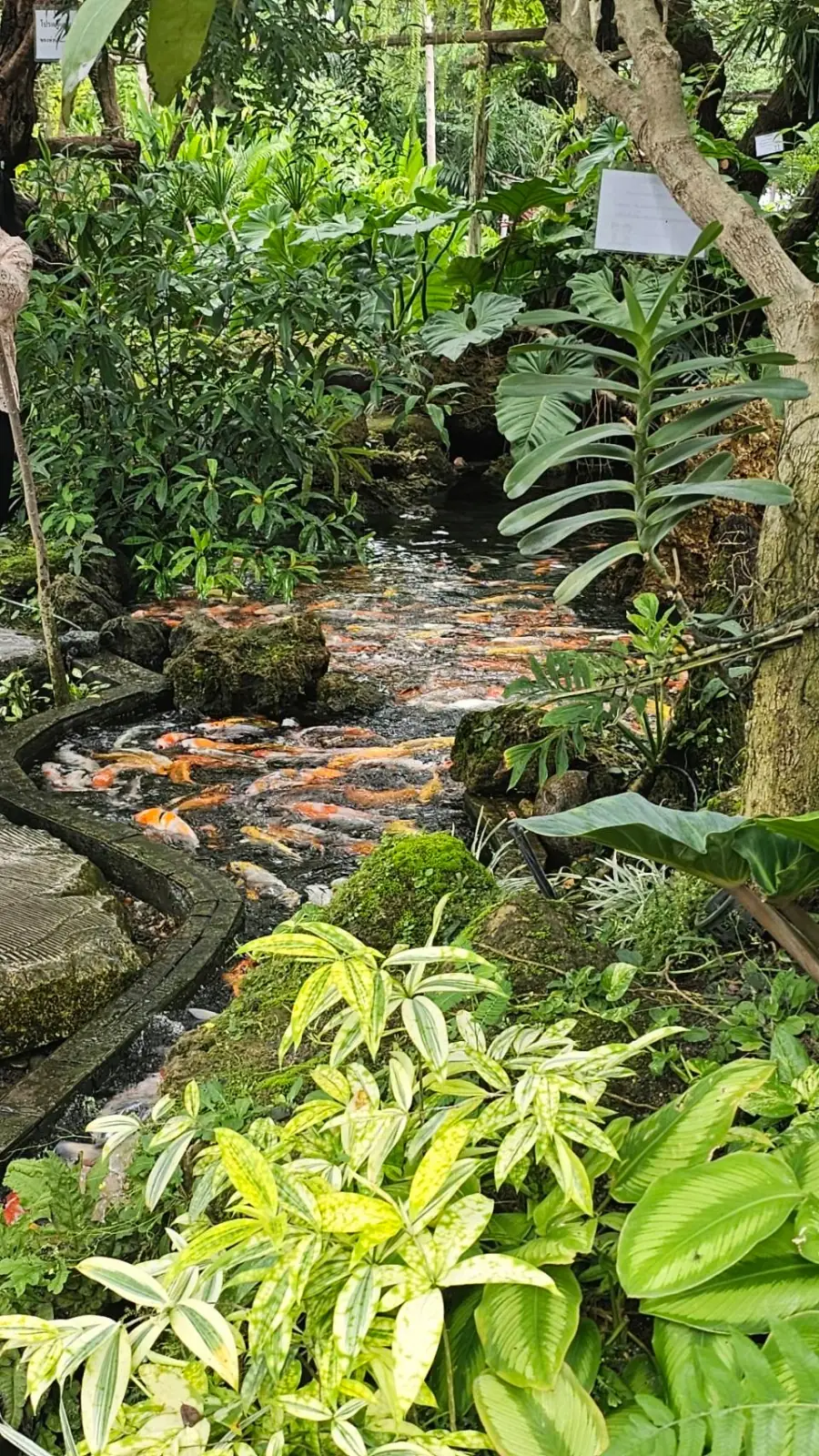 Triple Tree Cafe and Garden ambiance image 1