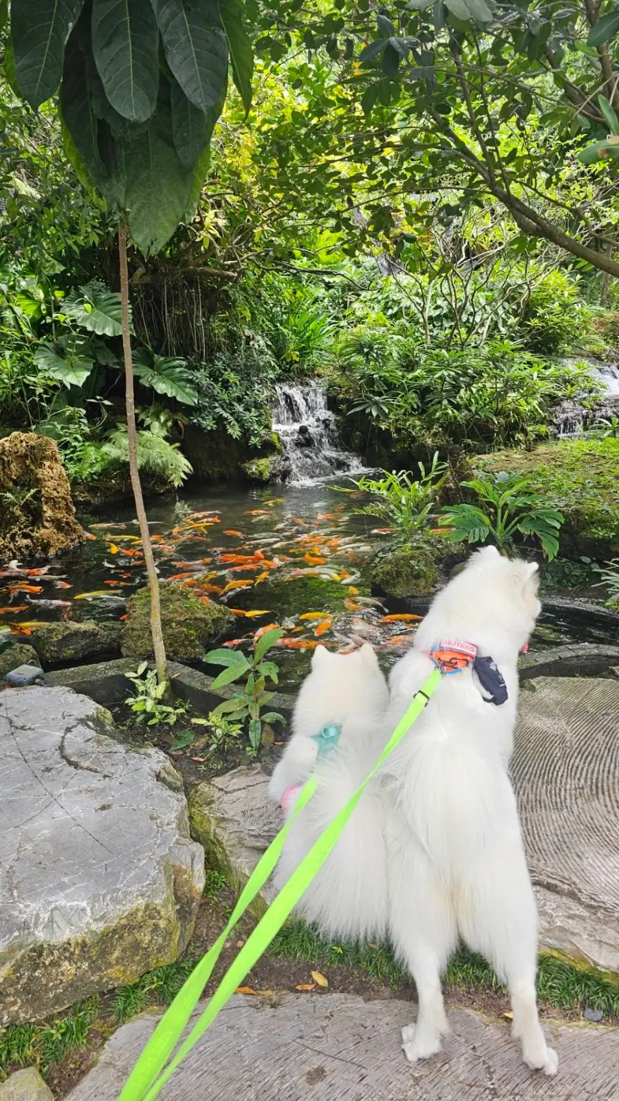 Triple Tree Cafe and Garden pets image 2