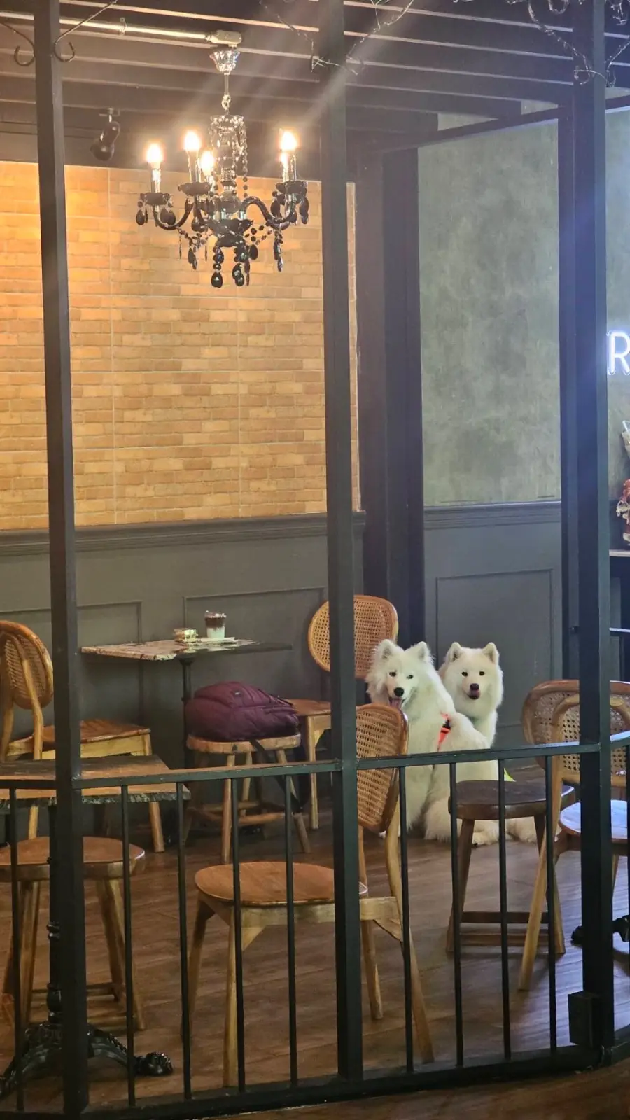 Triple Tree Cafe and Garden pets image 3