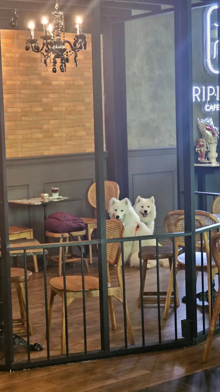 Triple Tree Cafe and Garden pets image 1