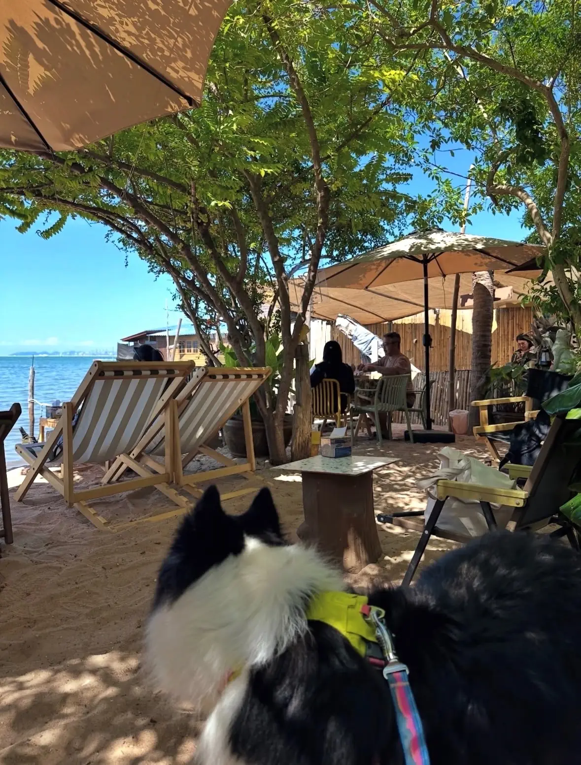 Morning Calm Pattaya pets image 2