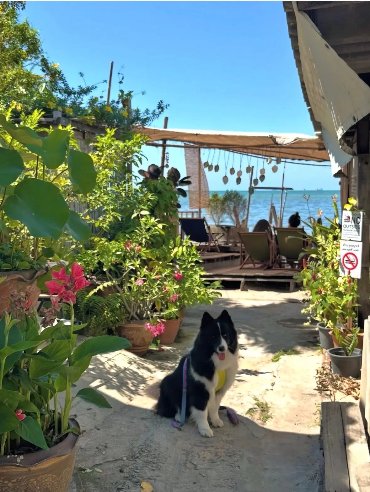 Morning Calm Pattaya pets image 1