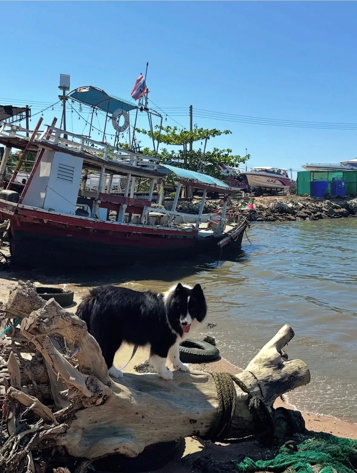 Morning Calm Pattaya pets image 3