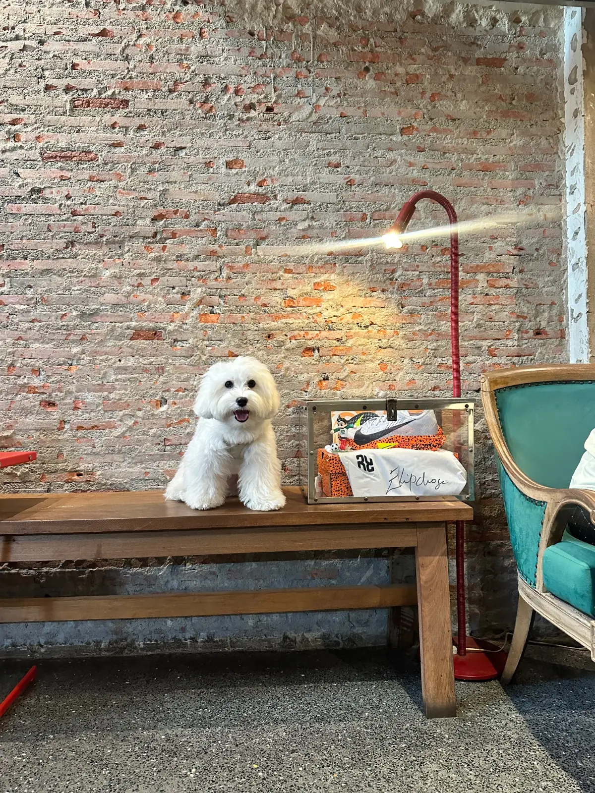 รันดิคอม pets image 2
