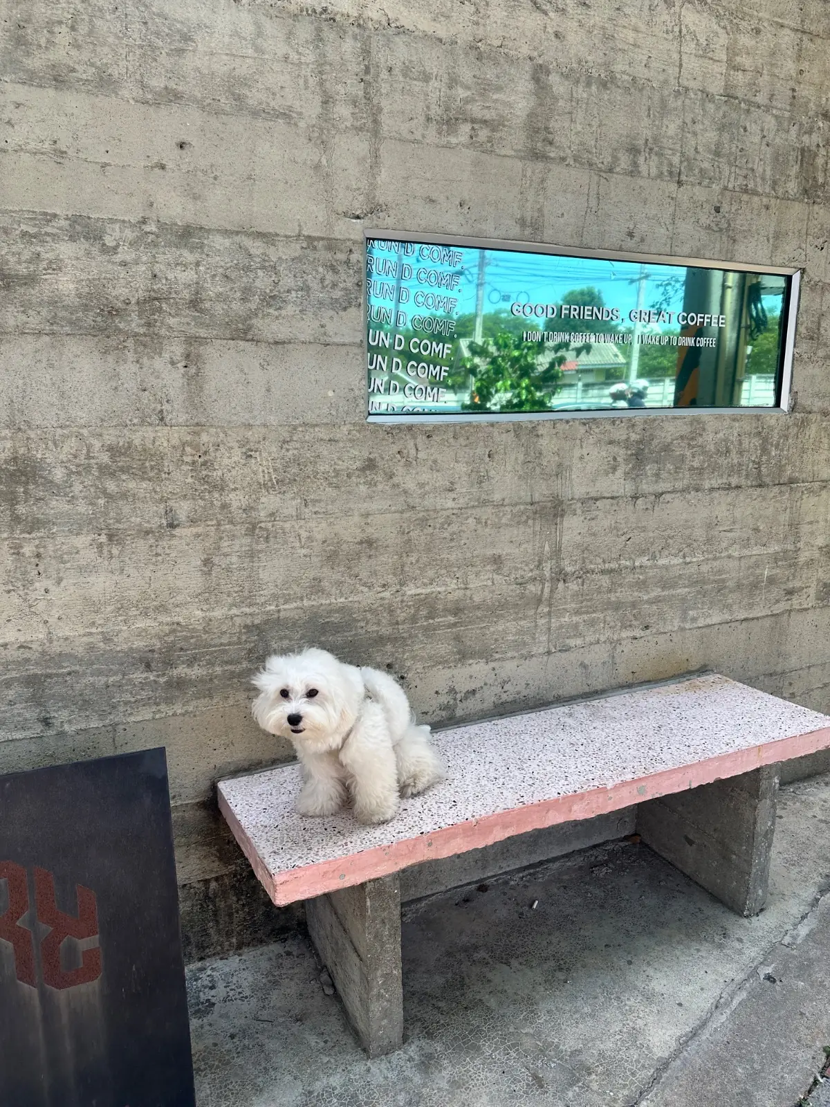 รันดิคอม pets image 1