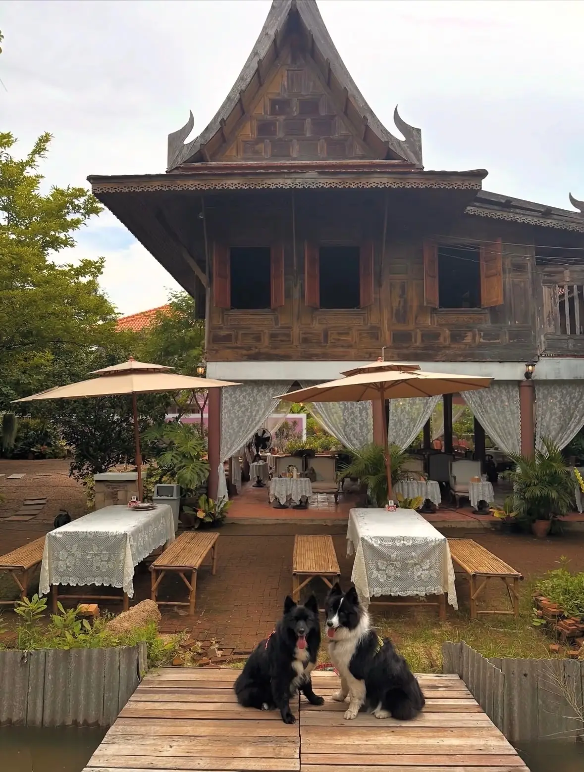 Timethai Craft&Cafe pets image 1