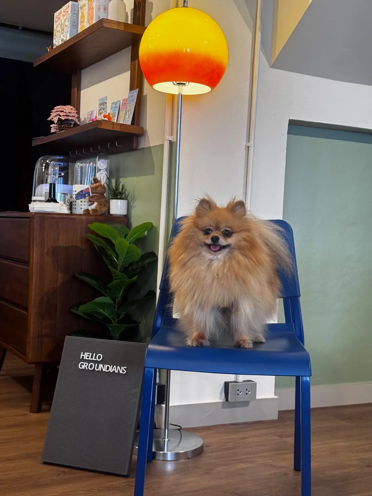 Ground Cafe pets image 6