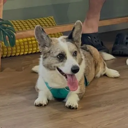 Ground Cafe pets image 1