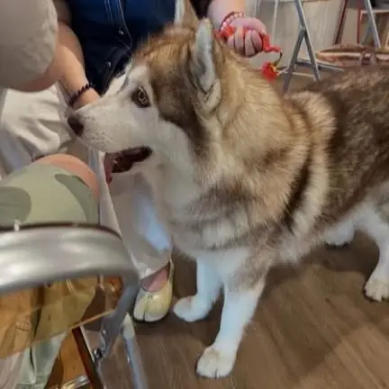 Ground Cafe pets image 2