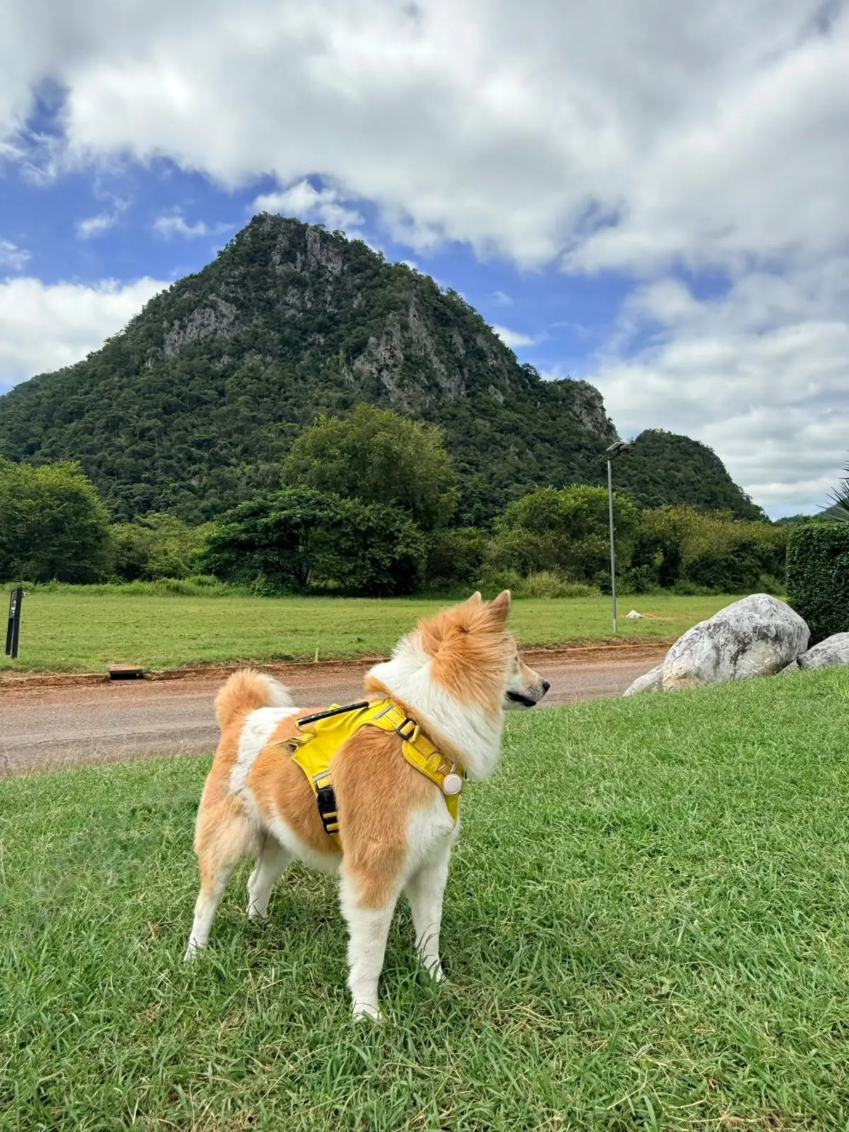 The Camp Roaster Khaoyai pets image 5