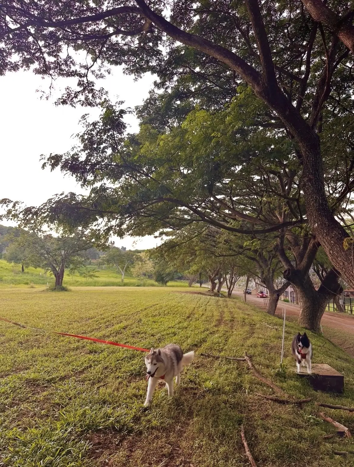 The Camp Roaster - Khaoyai pets image 1