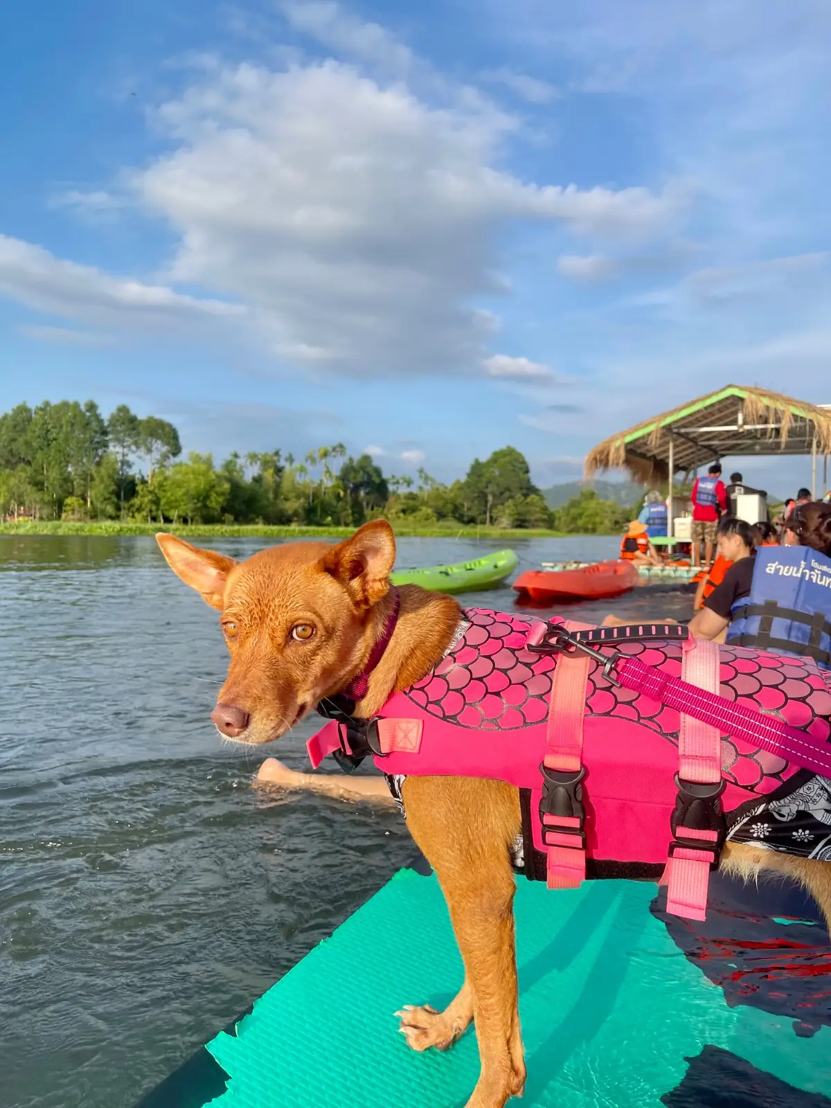 สายน้ำจันทร์ - Sainamchan Homestay pets image 2