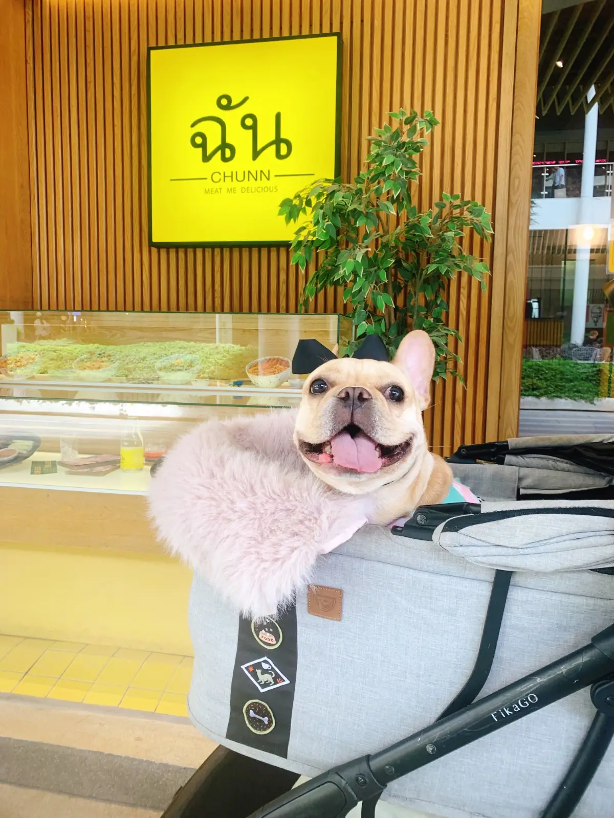 ฉัน - CHUNN - Mega Bangna pets image 4