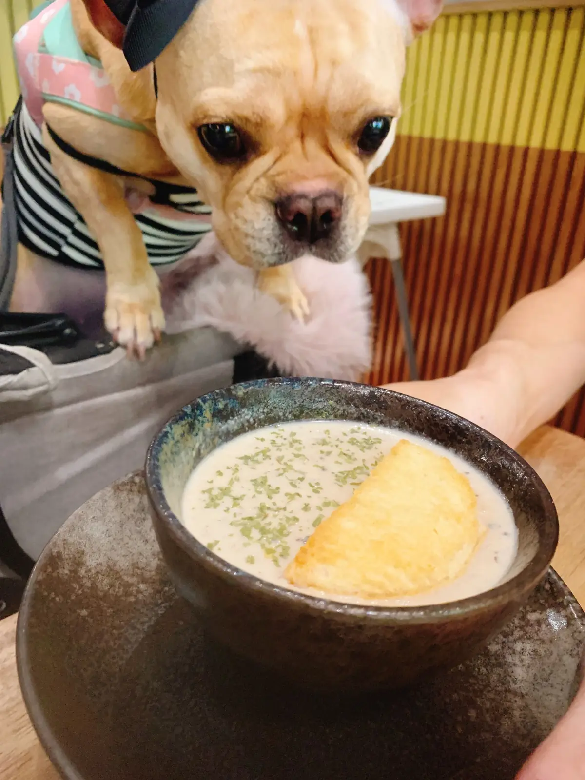 ฉัน - CHUNN - Mega Bangna pets image 3