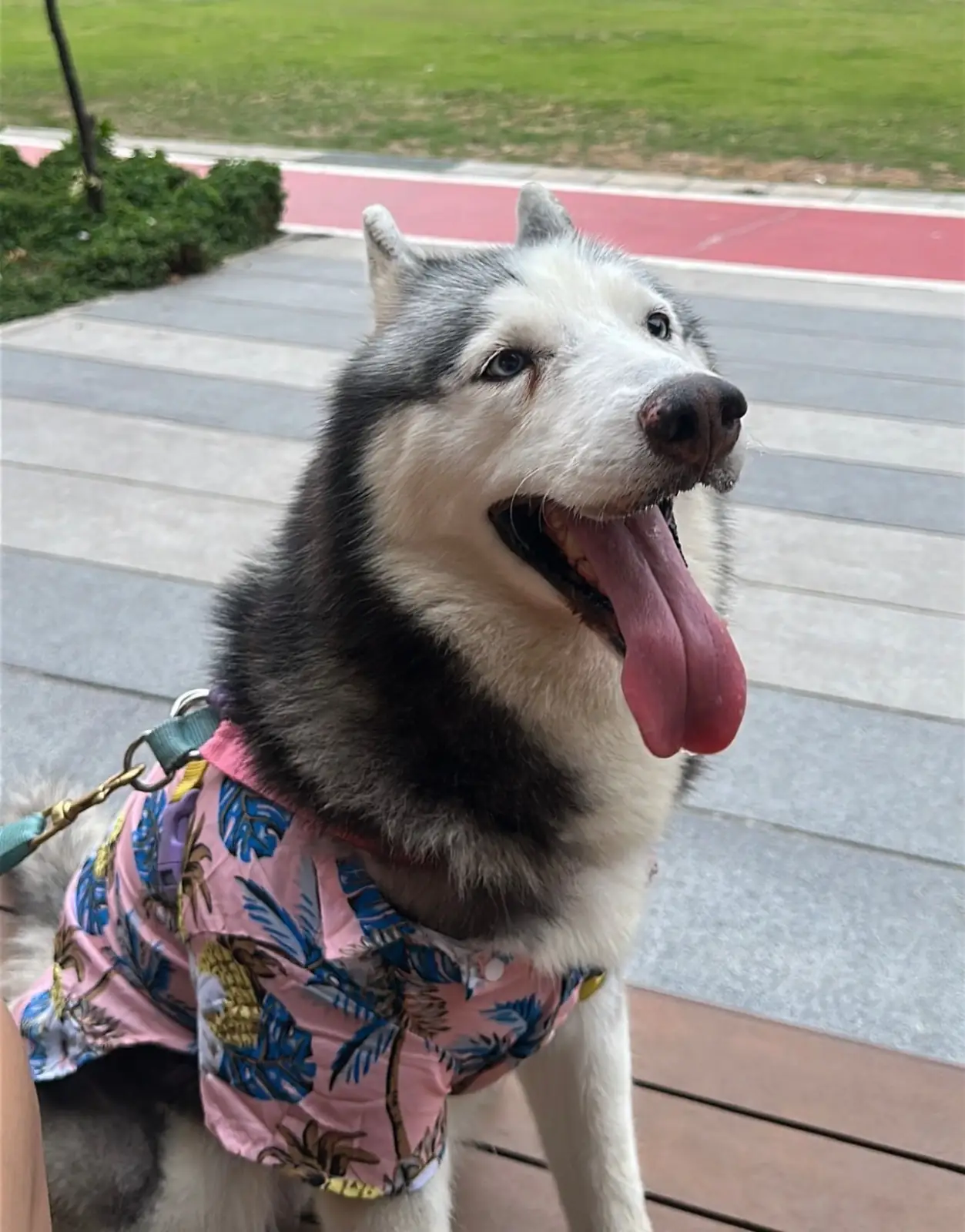 ฉัน - CHUNN - Mega Bangna pets image 5