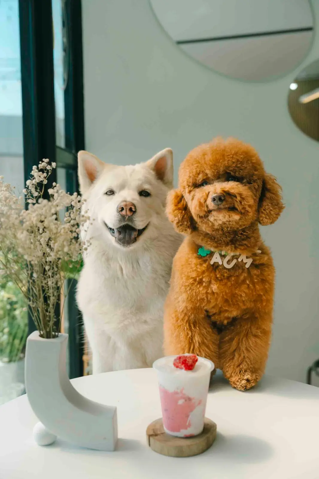 Slowbearbkk - เพชรเกษม 28 pets image 1