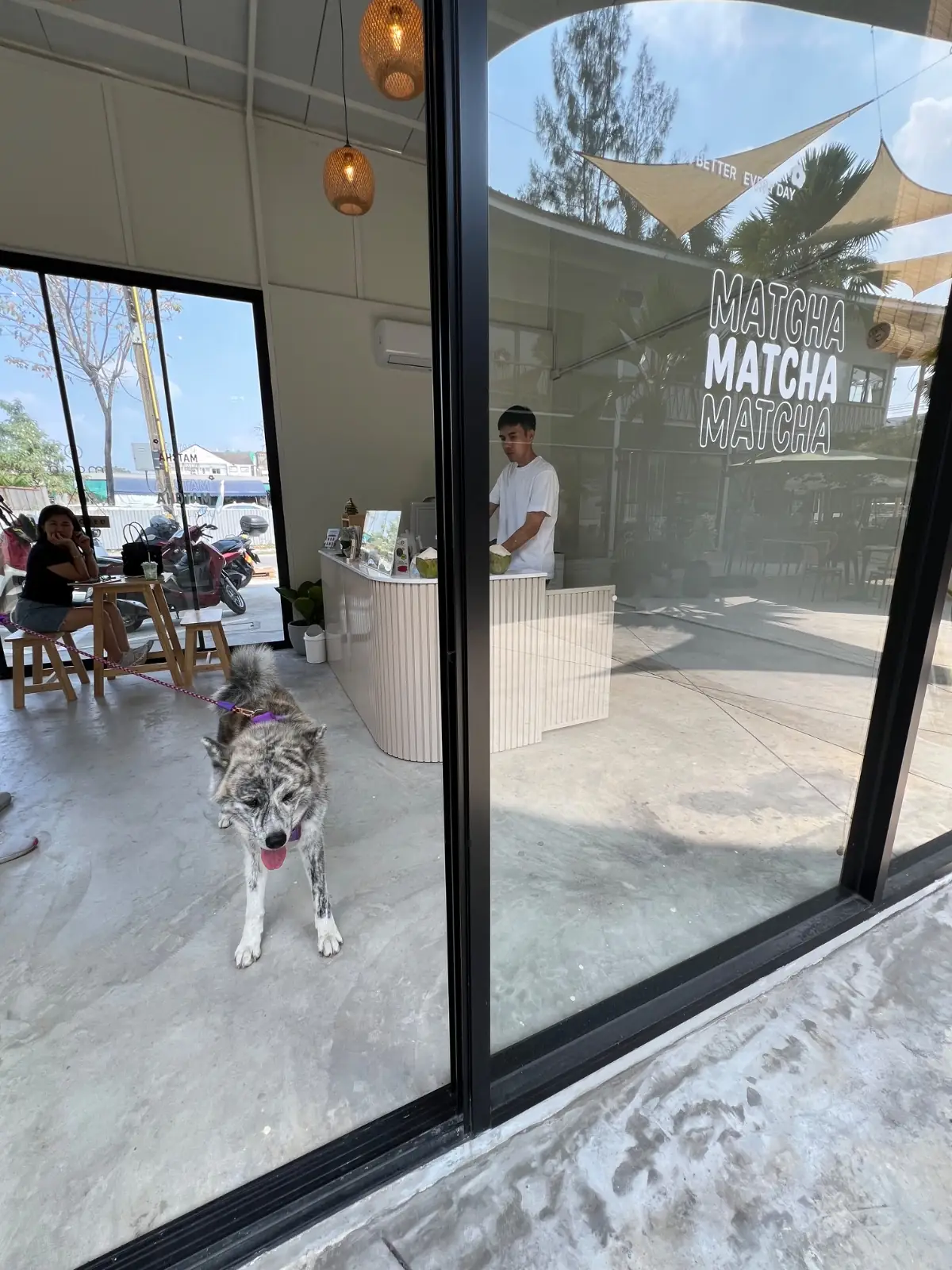 morin matcha pets image 3