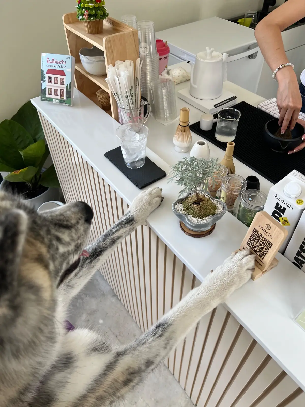 morin matcha pets image 1