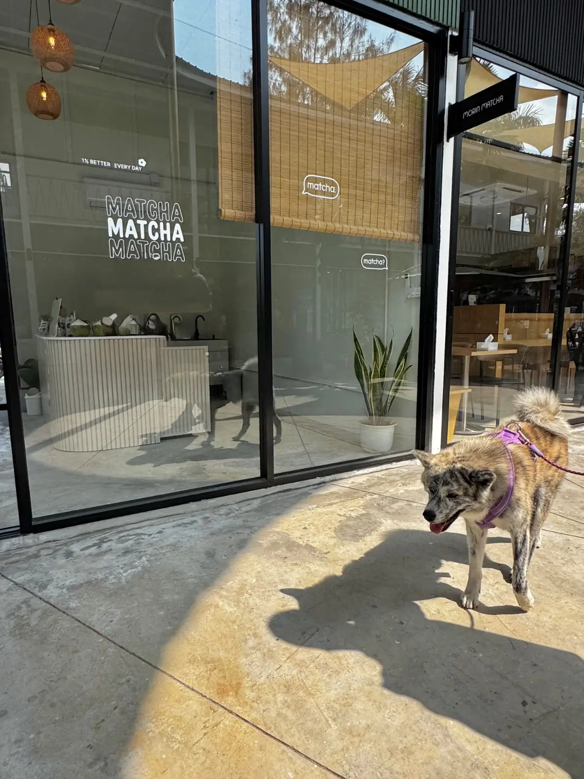 morin matcha pets image 2