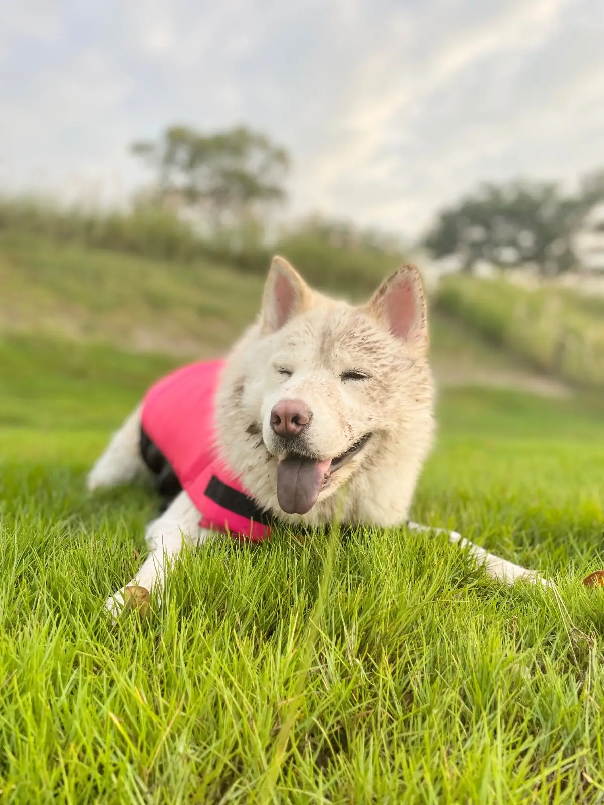 SWT landcamp by Suwanthara pets image 1