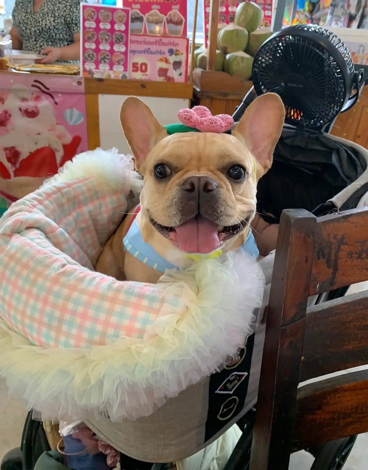 ครัวบ้านพ่อตา pets image 1