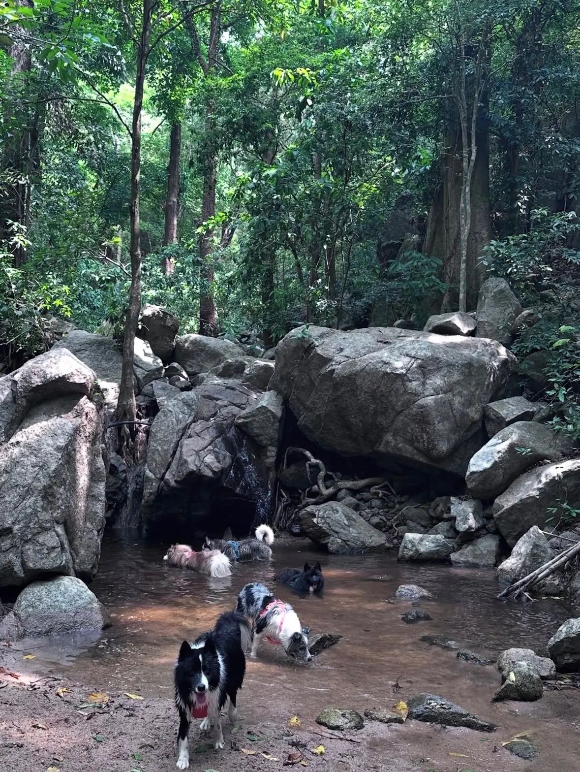 น้ำตกชันตาเถร pets image 3